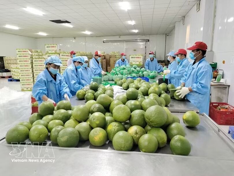 Vinh Long scales up green-skinned pomelo farming for export