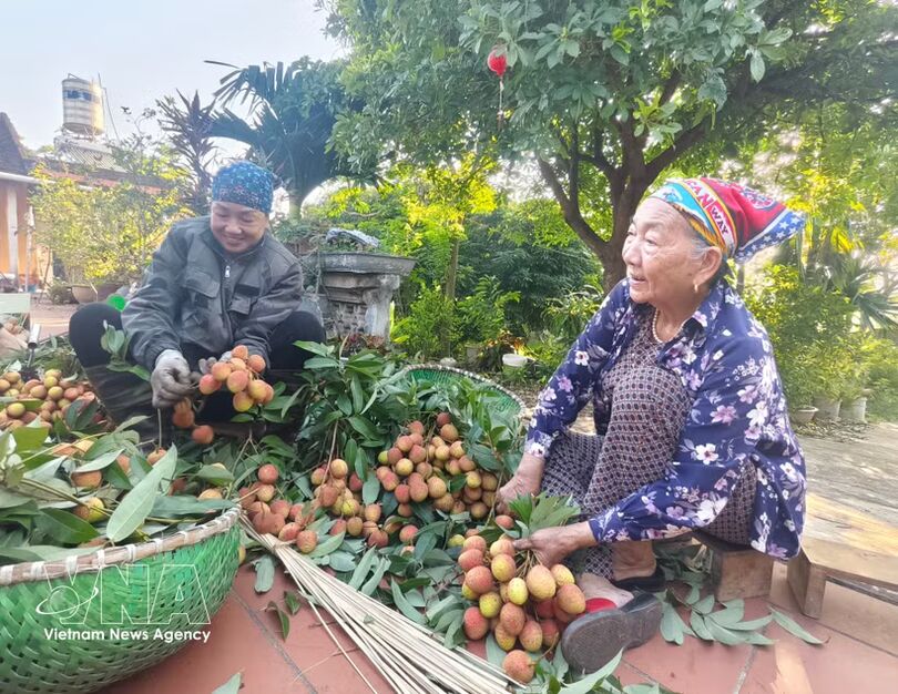 Lychee prices soar as output drops by more than 50%
