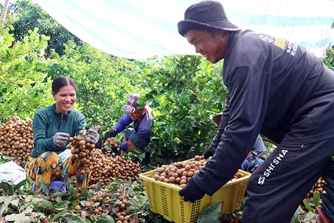 Nhà vườn linh hoạt trước biến động thị trường