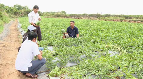 ប្រ​សិទ្ធ​ភាព​ពី​ការ​ដាំ​ឪ​ឡឹក​នៅ​វិញ​ហាយ​