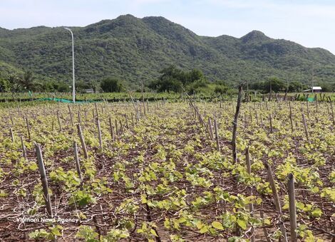 Green production zones to boost standing of Vietnamese farm products