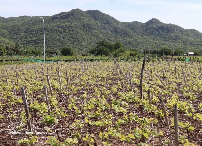 Green production zones to boost standing of Vietnamese farm products
