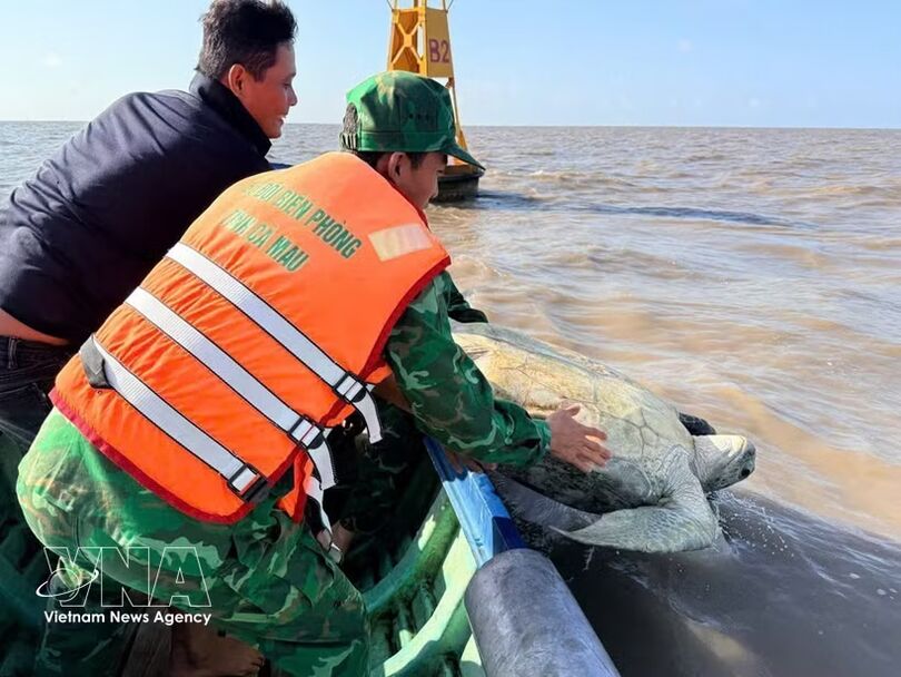 120kg green sea turtle released into wild in Ca Mau