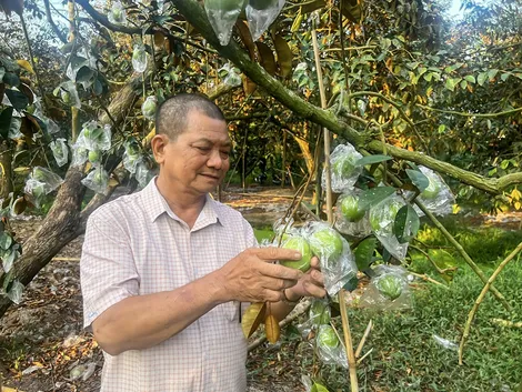 Tiên phong đưa vú sữa tím xuất ngoại