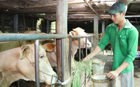 ឈាន​ឡើង​ធូរ​ធារ​ពី​ទម្រង់​ចិញ្ចឹម​គោ​មេ​