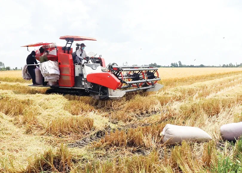 Nông dân vui vì giá lúa hè thu tăng so với năm trước