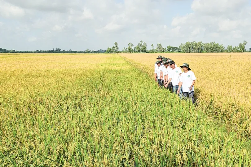 Liên kết trồng lúa chất lượng cao, phát thải thấp