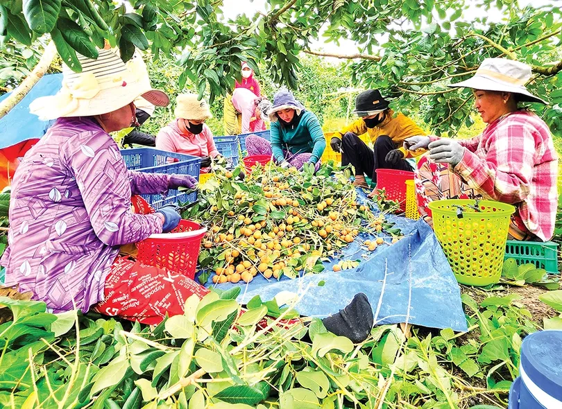 Liên kết trồng thanh nhãn xuất khẩu