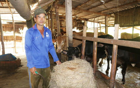 ផ្តើម​ពី​គោ​ពីរ​ក្បាល​ បាន​បង្កើត​ទៅ​ជា​ហ្វូង​គោ​