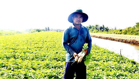 លើក​កម្ពស់​តម្លៃ​ដំ​ណាំ​ស្ពៃ​មើម​