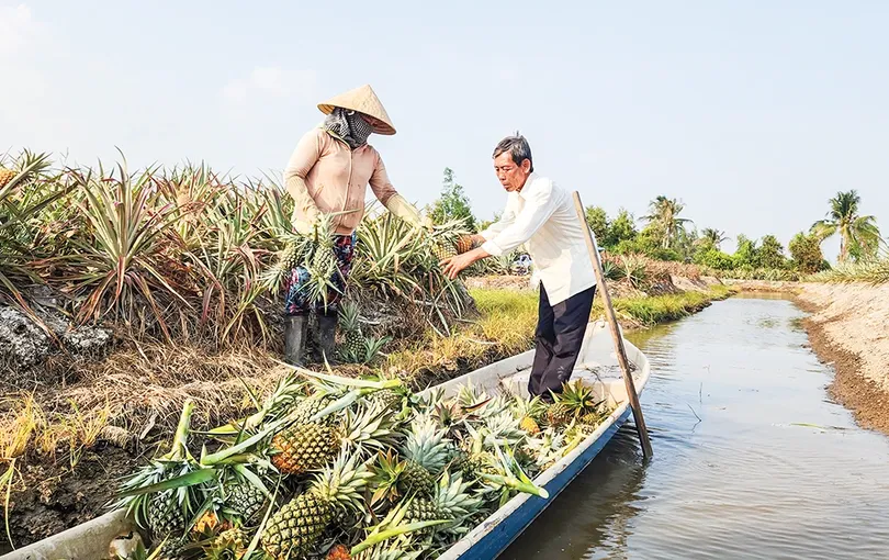 Sở hữu trí tuệ - Mắt xích chiến lược định vị thương hiệu nông sản Cần Thơ