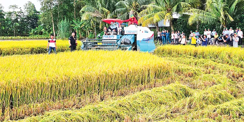 Định hình vùng sản xuất lúa chất lượng cao