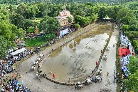 Tưng bừng hội đua bò chùa Rô