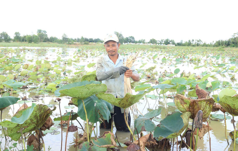 ទម្រង់​ដាំ​ឈូក​ប្តូរ​វេន​នាំ​មក​ប្រ​សិទ្ធ​ភាព​សេដ្ឋ​កិច្ច​ខ្ពស់​