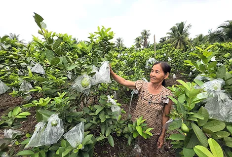 Xây dựng hệ sinh thái nông thôn xanh, bền vững