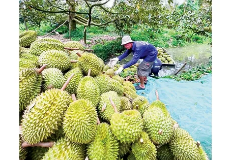 Giải pháp bảo vệ vườn cây ăn trái trong mùa khô hạn, xâm nhập mặn